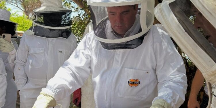 Fake honey products and vandalism of hives are impacting the beekeeping sector.