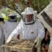 Fake honey products and vandalism of hives are impacting the beekeeping sector.