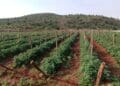 Tomato fields at M.V. Zulu Farming