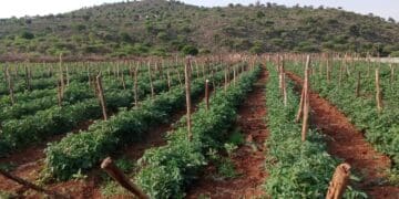 Tomato fields at M.V. Zulu Farming