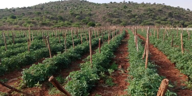 Tomato fields at M.V. Zulu Farming