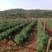 Tomato fields at M.V. Zulu Farming