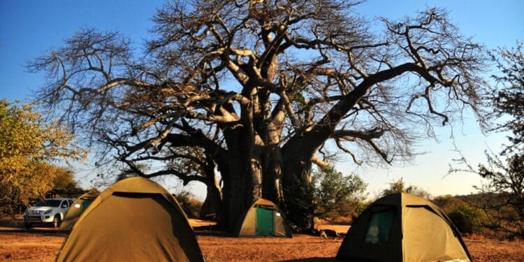 Visitors to the Singo Tented Camp enjoy the experience of spending a night in a tent under the towering baobab trees Photo: Lucas Ledwaba/Mukurukuru Media