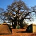 Visitors to the Singo Tented Camp enjoy the experience of spending a night in a tent under the towering baobab trees Photo: Lucas Ledwaba/Mukurukuru Media