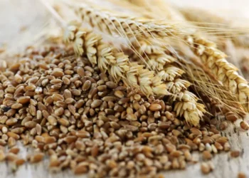 Small scale grain producers are set to benefit from a R23million government cash injection. Photo. CSPI