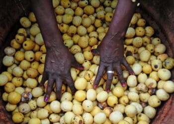 Indigenous crops like  marula are set to benefit from new government policy. Photo: Lucas Ledwaba/Mukurukuru Media
