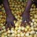 Indigenous crops like  marula are set to benefit from new government policy. Photo: Lucas Ledwaba/Mukurukuru Media