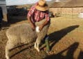 Smallholder sheep farmers are benefitting from selling wool. Photo. World Bank
