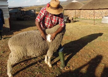 Smallholder sheep farmers are benefitting from selling wool. Photo. World Bank