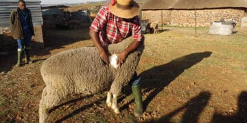 Smallholder sheep farmers are benefitting from selling wool. Photo. World Bank