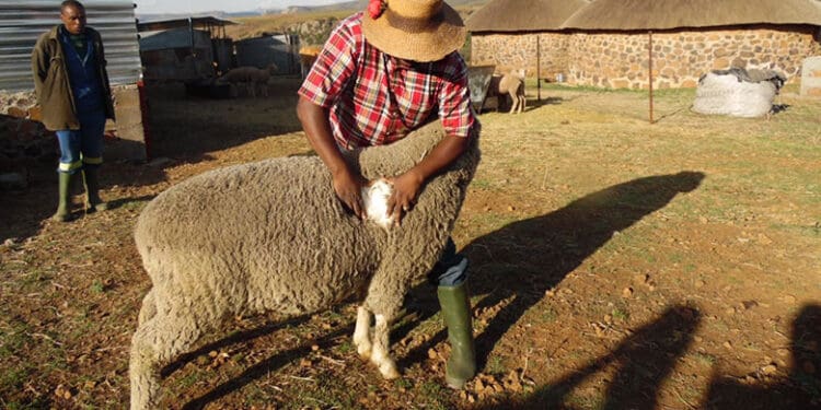 Smallholder sheep farmers are benefitting from selling wool. Photo. World Bank