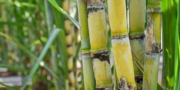 South African sugar industry calls for urgent government intervention.