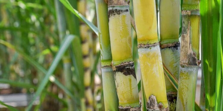 South African sugar industry calls for urgent government intervention.