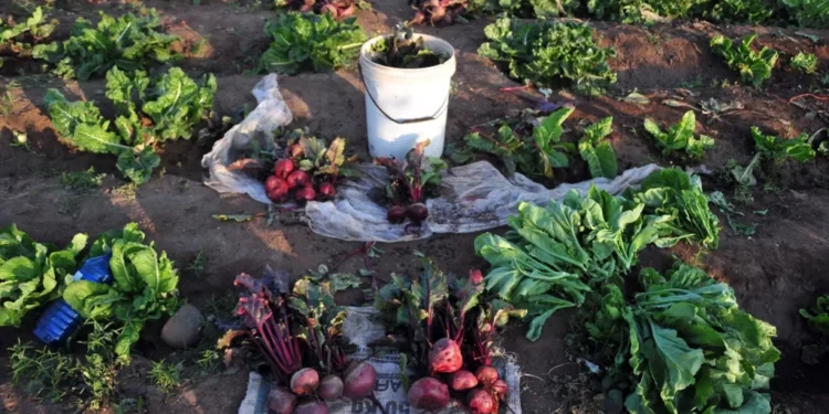 SMEs in the agriculture sector say they are eager to grow their presence in global markets, but producers say they continue to face steep financial and technical barriers that make export participation difficult. Photo. Lucas Ledwaba\Mukurukuru Media