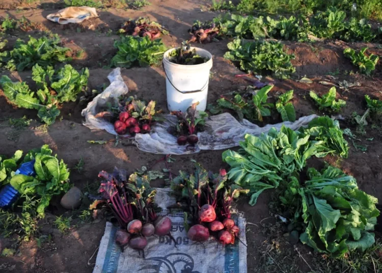 SMEs in the agriculture sector say they are eager to grow their presence in global markets, but producers say they continue to face steep financial and technical barriers that make export participation difficult. Photo. Lucas Ledwaba\Mukurukuru Media