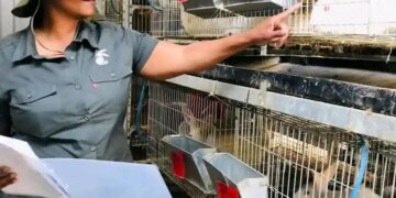 Daisy Moleka, a rabbit farmer and the owner of  MpBizRabbits. Photo: Facebook.