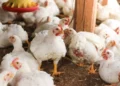 Poultry SMEs gear up for December demand. Photo: Udemy