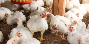 Poultry SMEs gear up for December demand. Photo: Udemy