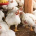 Poultry SMEs gear up for December demand. Photo: Udemy