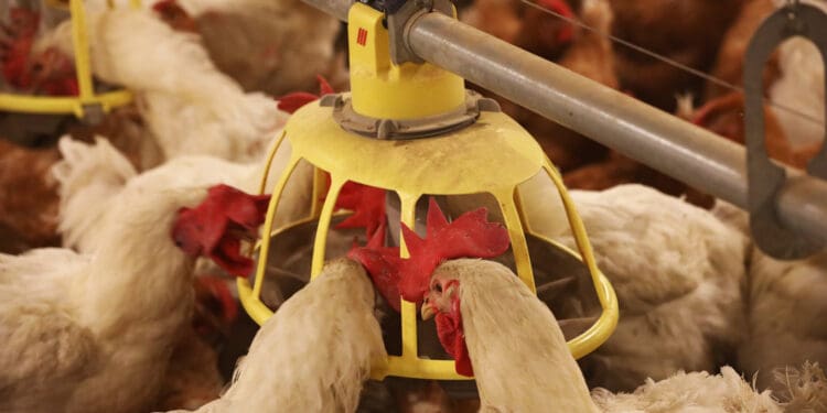 Local processors say retailers are making more enquiries as import uncertainty grows.