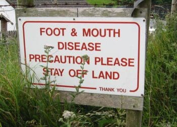 A locally developed point-of-care diagnostic test for foot and mouth disease (FMD) is expected to strengthen business continuity in South Africa’s livestock sector. Photo. Stellenbosch University