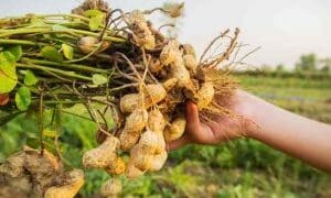 South Africa’s groundnut industry, once a strong contributor to the local edible oil and snack market, is struggling to grow because thousands of small-scale producers remain disconnected from the formal value chain.