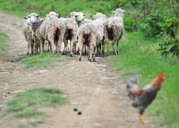 Village farmers are coining it as communities throw parties and ceremonies. Photo. Lucas Ledwaba\Mukurukuru Media