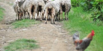 Village farmers are coining it as communities throw parties and ceremonies. Photo. Lucas Ledwaba\Mukurukuru Media