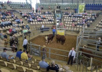 Livestock auctions may be valuable in the agricultural sector. At the 11th national Braford cattle auction in June 2025, rising demand pushed average bull prices higher.