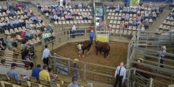 Livestock auctions may be valuable in the agricultural sector. At the 11th national Braford cattle auction in June 2025, rising demand pushed average bull prices higher.