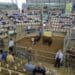 Livestock auctions may be valuable in the agricultural sector. At the 11th national Braford cattle auction in June 2025, rising demand pushed average bull prices higher.