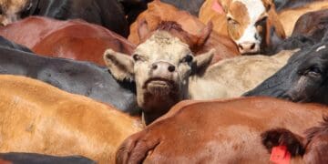 SA livestock face export restrictions from neighbouring
countries amid the foot-and-mouth disease outbreak. Photo:
doagov_za