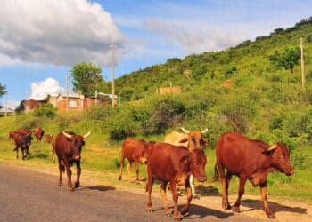 President Cyril Ramaphosa said the recent outbreak of foot-and-mouth disease is one of the worst ever experienced by the country. Photo. Lucas Ledwaba\Mukurukuru Media