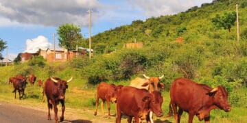 President Cyril Ramaphosa said the recent outbreak of foot-and-mouth disease is one of the worst ever experienced by the country. Photo. Lucas Ledwaba\Mukurukuru Media